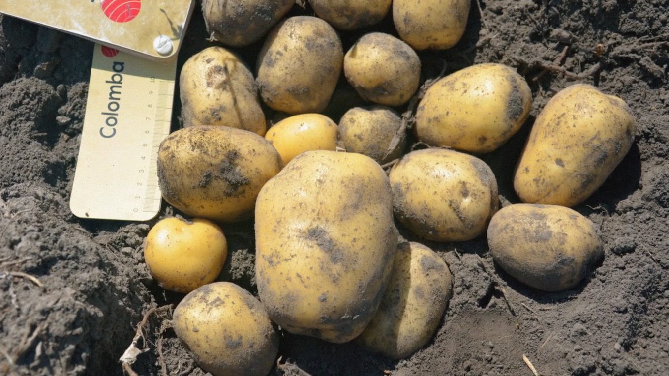 Дачники розповіли, що внести в ґрунт восени, щоб зібрати рясний врожай картоплі Дачники розповіли, що внести в ґрунт восени, щоб зібрати рясний врожай картоплі