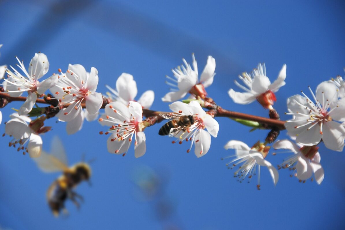 Експерти розповіли, що робити, якщо абрикос цвіте, а зав'язі немає