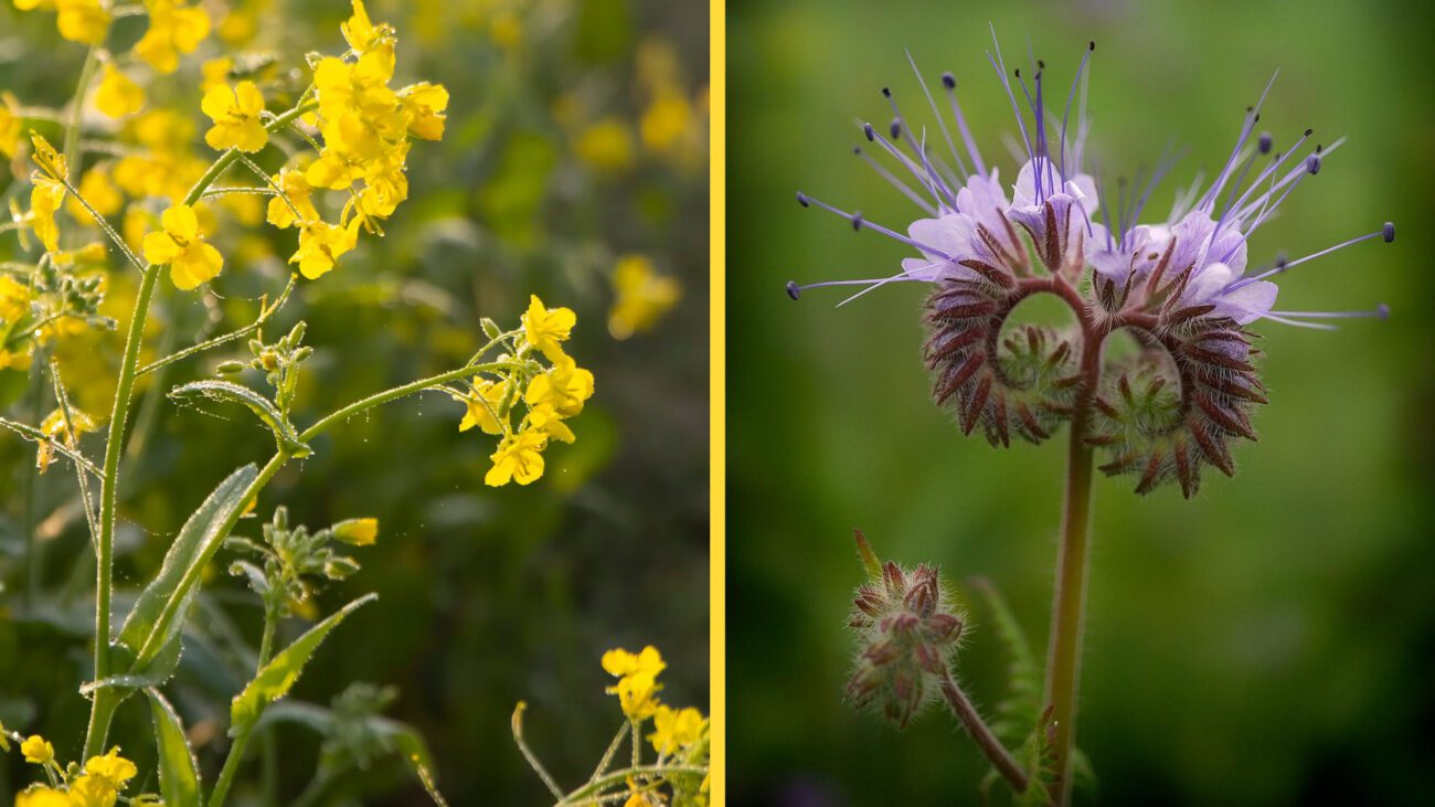Аграрії назвали сидерати, які варто висівати на вільних грядках восени