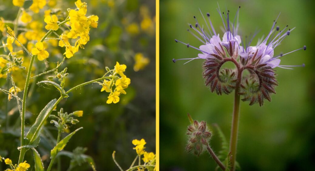 Сидерати у жовтні-листопаді: гірчиця чи фацелія? Що сіяти, щоб бур’яни не з’явилися до весни 
