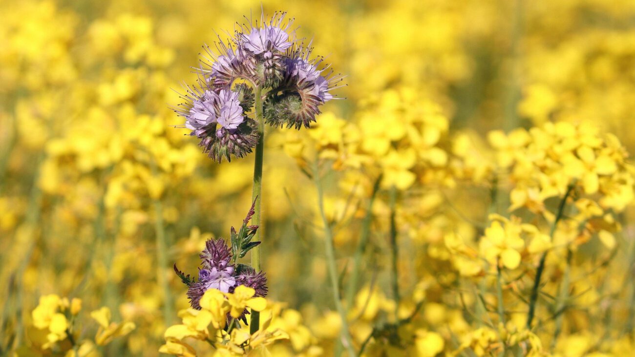 Аграрії назвали сидерати, які варто висівати на вільних грядках восени