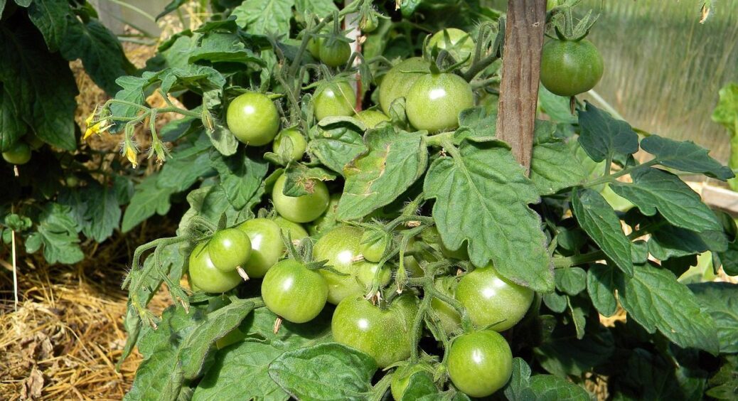 Ці 3 сорти томатів вже в січні 2026 не знайти: усі дачники про них мріють з 2015 року 