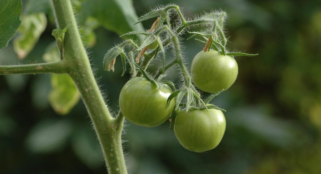Солодші, ніж цукерки та мед: ці 5 сортів помідорів — мої фаворити вже багато років 