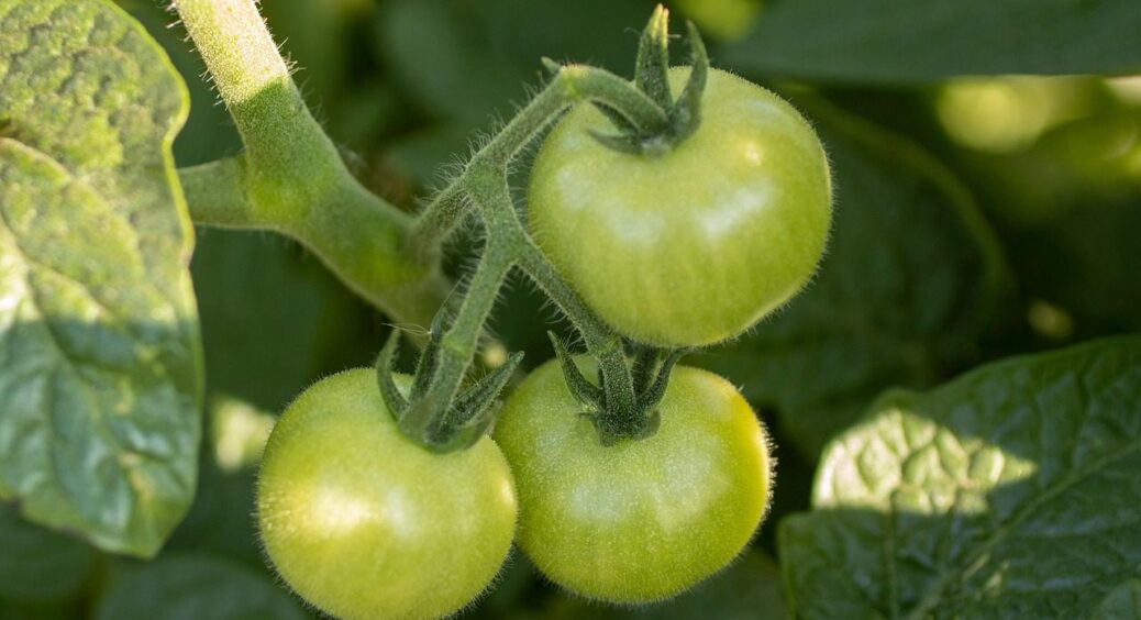 Отримуємо 600-грамові плоди: на 2026 закупилася цим сортом томатів – дає чудовий урожай 