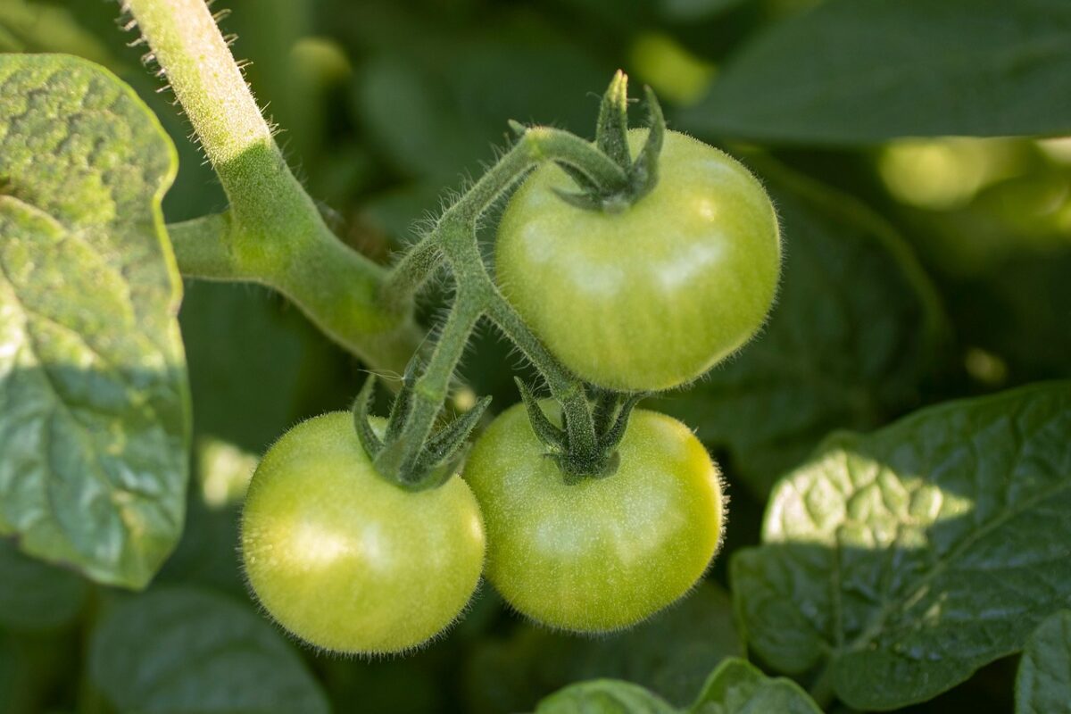 Експерт розповів, які 2 сорти помідорів варто вирощувати вдома