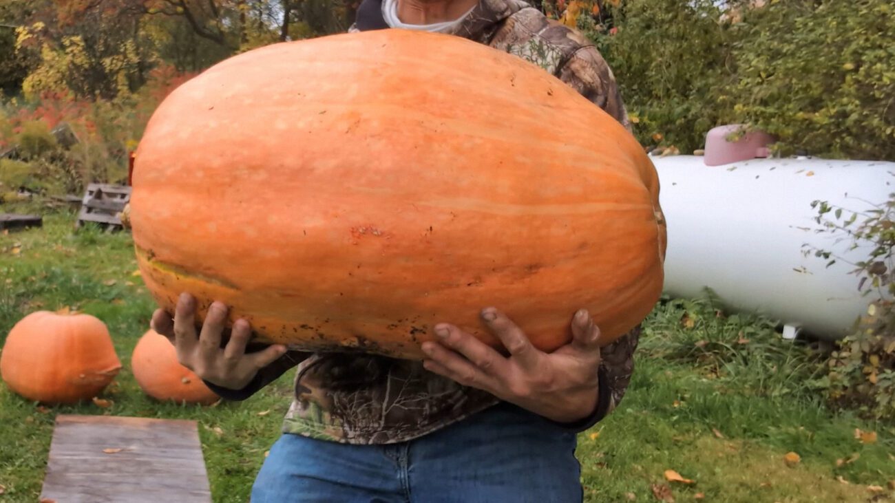 Селекціонери назвали 2 найурожайніші сорти гарбузів