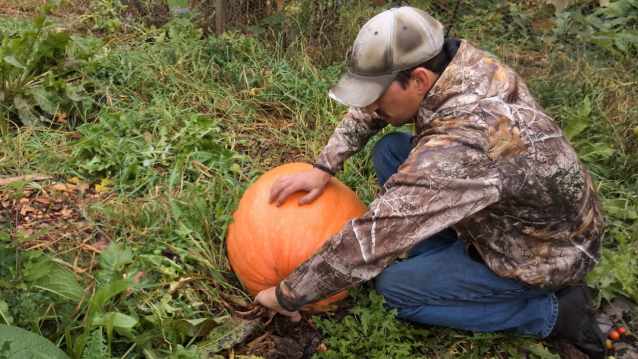 Селекціонери назвали 2 найурожайніші сорти гарбузів