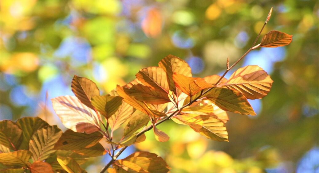 В Україну повернеться бабине літо: коли і де чекати потепління до +20 – прогноз синоптиків 