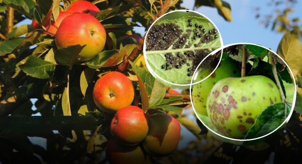 Восени обробіть город ось цим препаратом – і в 2026-му жодної парші та гнилі не буде 