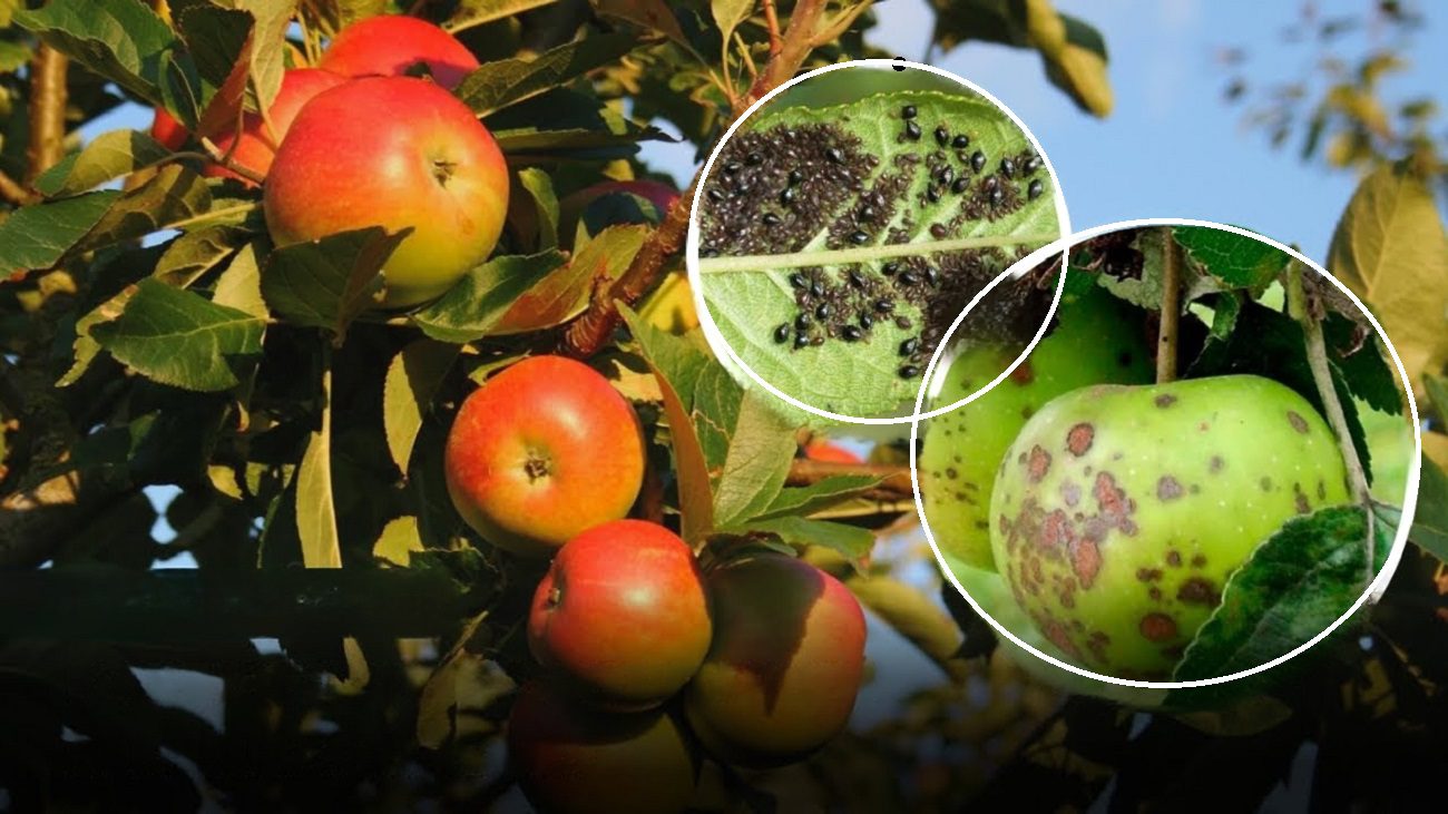 Експерт розповів, чим обробити город від парші та гнилі 