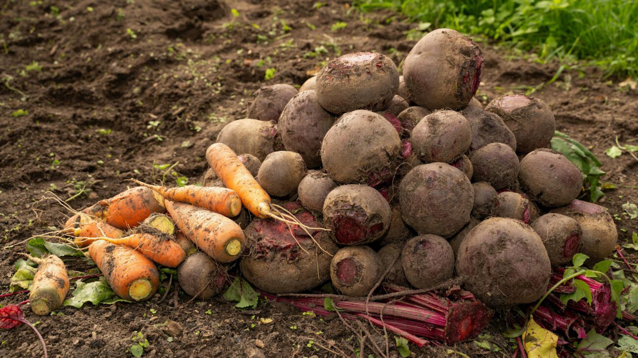 Городники розсекретили посівний календар для дачників на грудень 2025