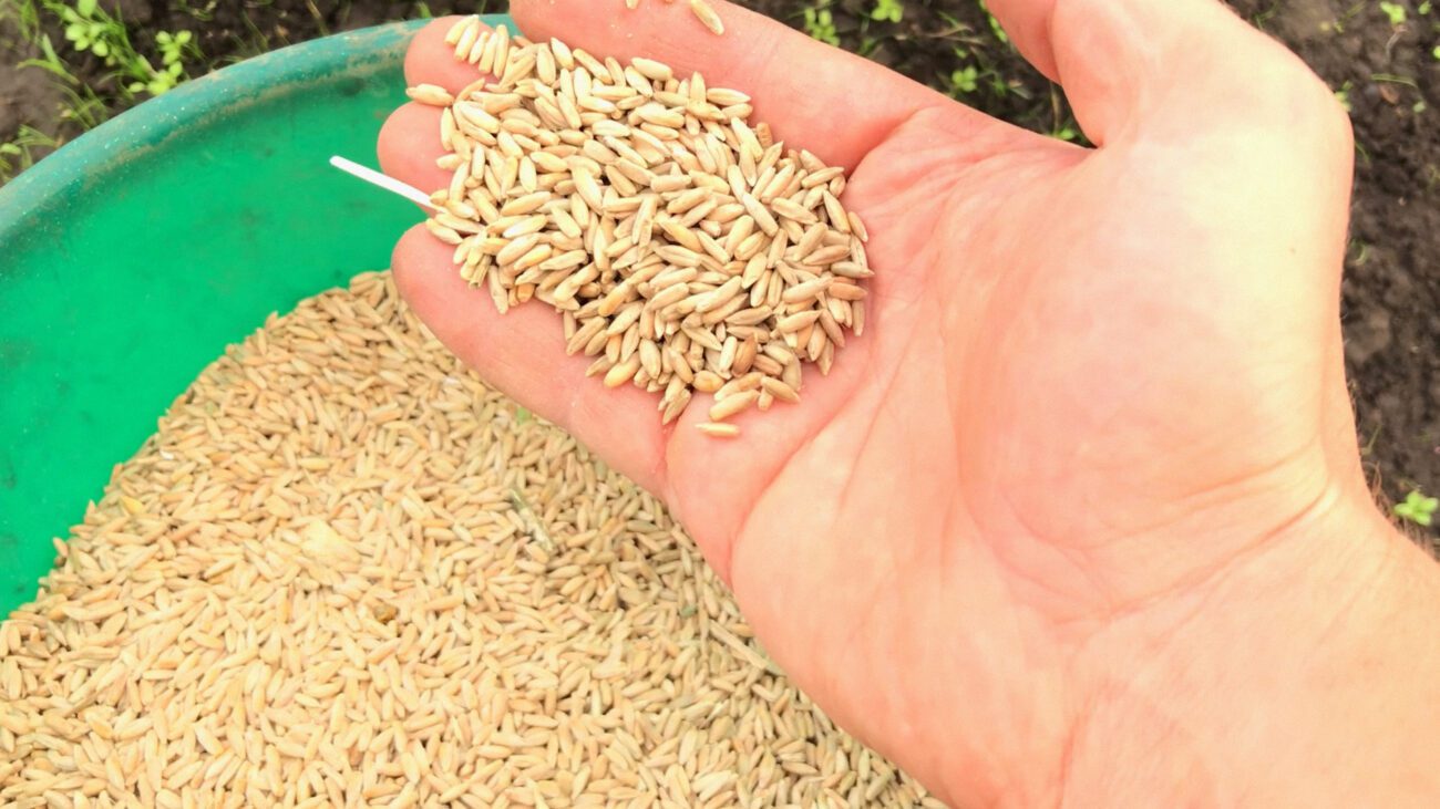 Агрономи пояснили, чому необхідно висівати на городі жито восени