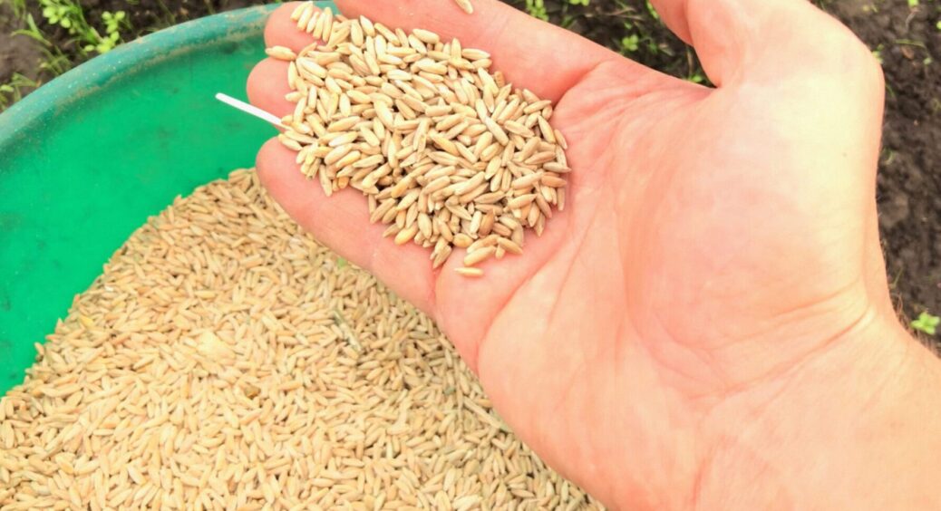 Восени посійте лише одне жито: ґрунт оживе за зиму, а грядки триматимуть вологу 