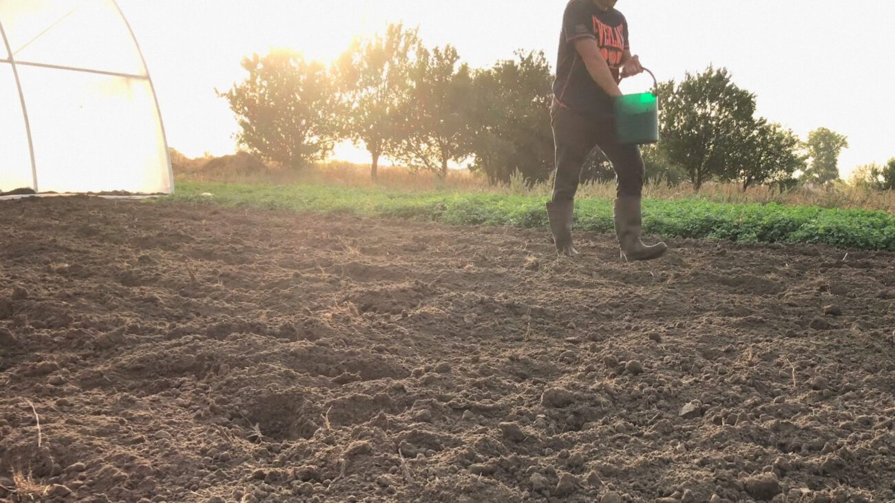  Городники пояснили, чому не треба сіяти гірчицю після капусти