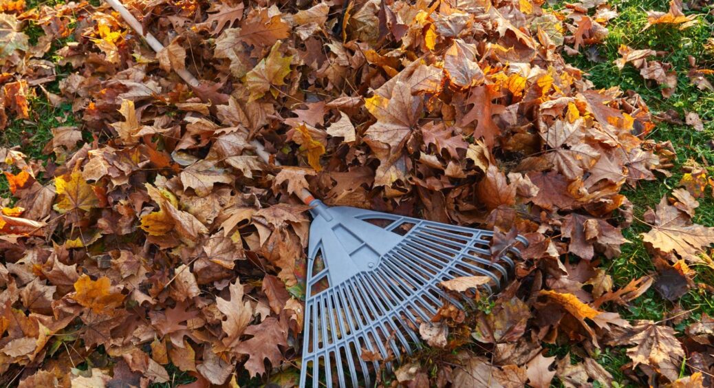 3 в 1: чому варто залишати мокре листя в саду? Просте рішення дачниці, яке виявилося незамінним 