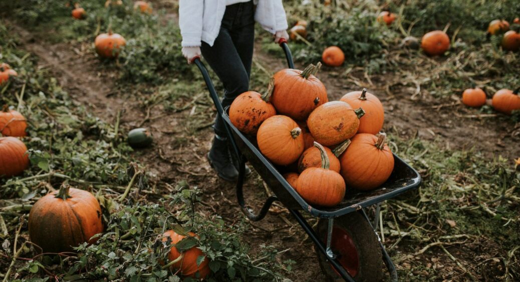 Після збору гарбузів мій чоловік-дачник робить це: 1 дія, і грядки здоровіші, ніж увесь рік 