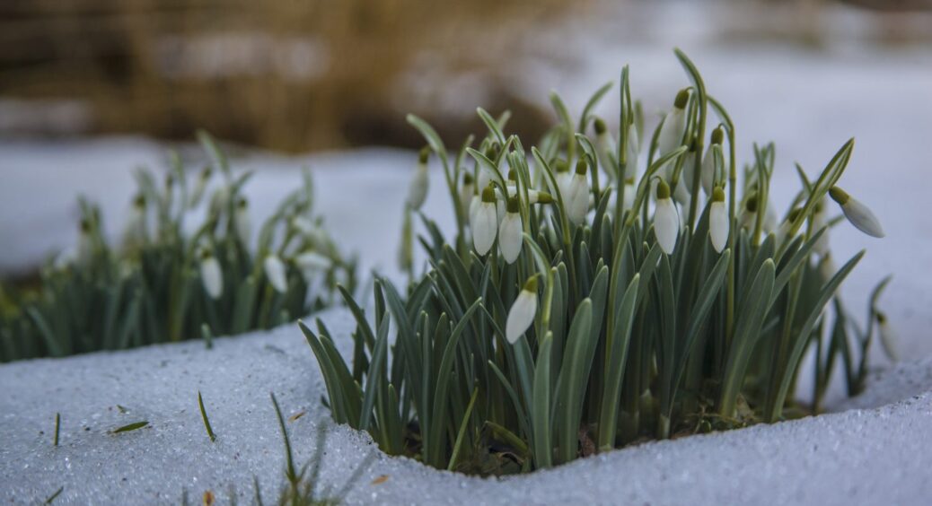 Коли ґрунт в саду промерз, не робіть ніколи ось ЦЕ: 5 порад, які збережуть ваші рослини 