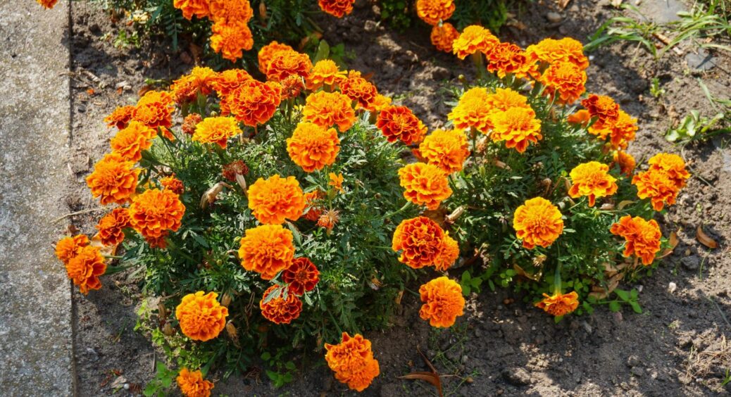 Чорнобривці висаджую тільки під зиму: цей 1 прийом не підводив мене за всі 30 років життя 