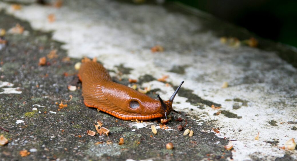 Чи замерзають слимаки взимку: експерти розвіяли популярний міф і назвали “схованку” шкідників 