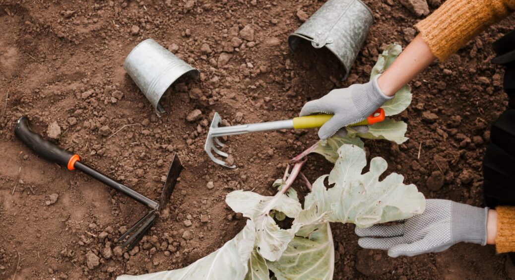 Які городні роботи виконати в 3-й декаді листопада: поради Місячного календаря на кінець осені 