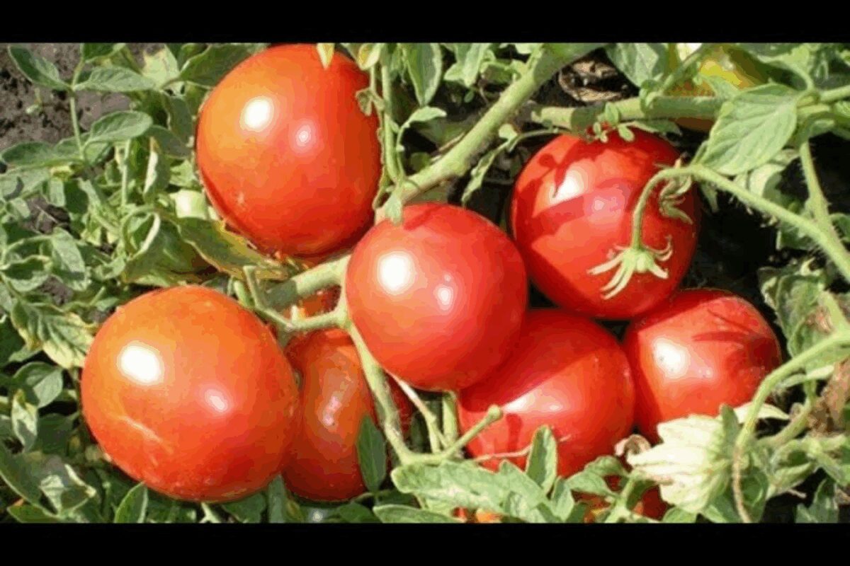 Високоврожайні сорти помідорів для вирощування на Волині