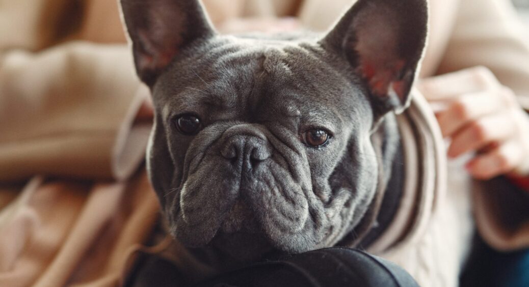 5 порід собак для зайнятих людей: не потребують особливого догляду і майже не хворіють 