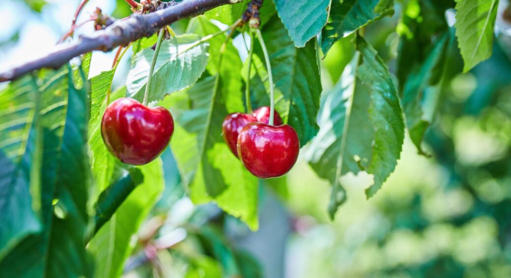 Чому черешня росте дрібніша кожного року? 1 маніпуляція збільшить розмір плодів в рази 