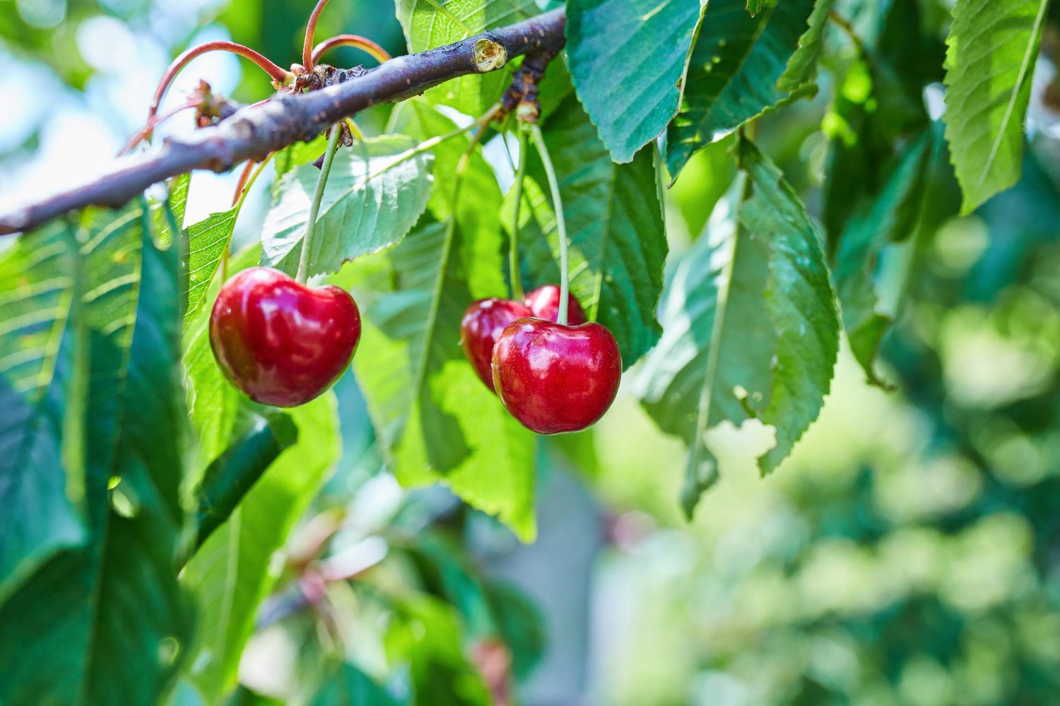 Принципи обрізки черешні в саду
