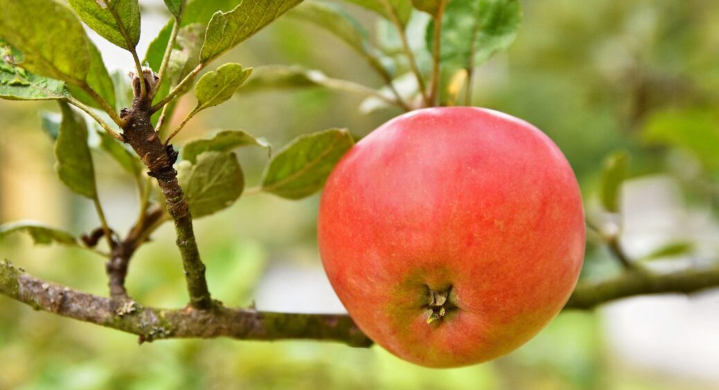 3 перевірені способи вберегти яблуню взимку від раптових відлиг та морозів – поради аграріїв 