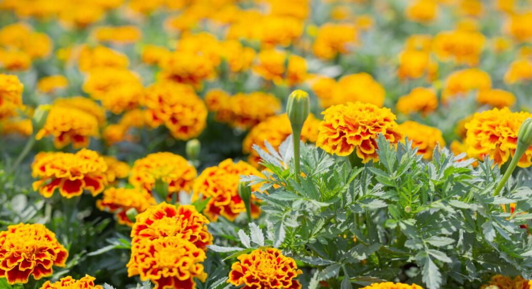 Чорнобривці — золото, але не на цих грядках: поруч з якими 2 овочами їх висаджувати не варто 