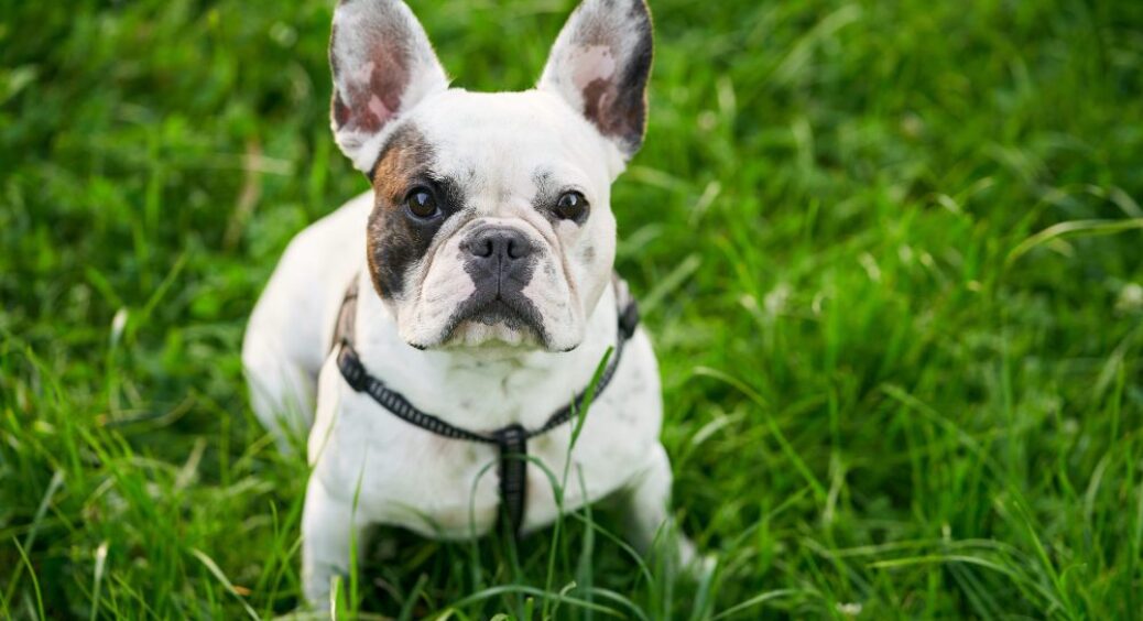 Як назвати французького бульдога: ідеї імен, що підкреслять його шарм 