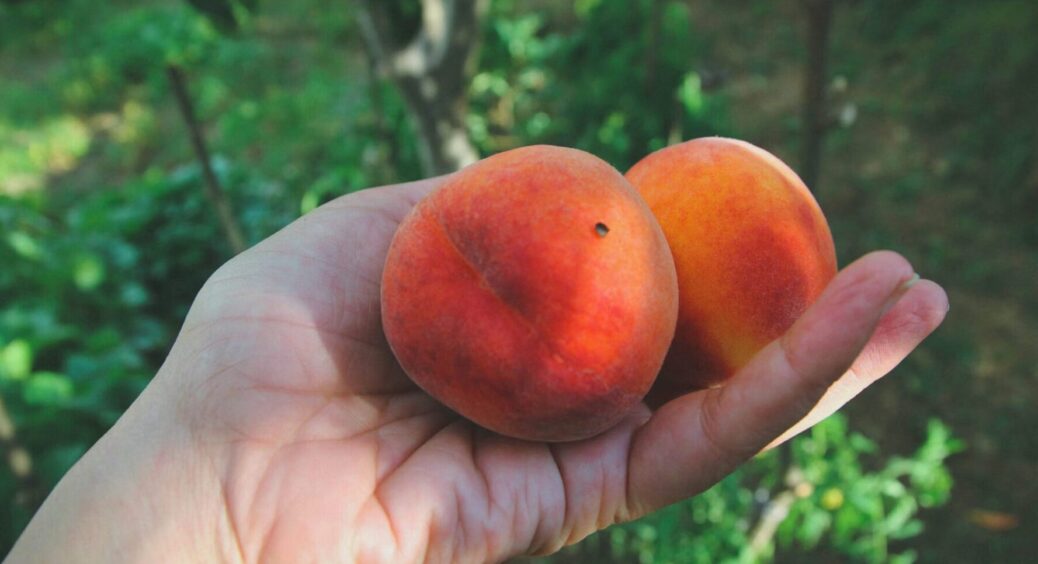 В листопаді сиплю це під абрикосу та персик: через 8-10 місяців не встигаю збирати врожай 