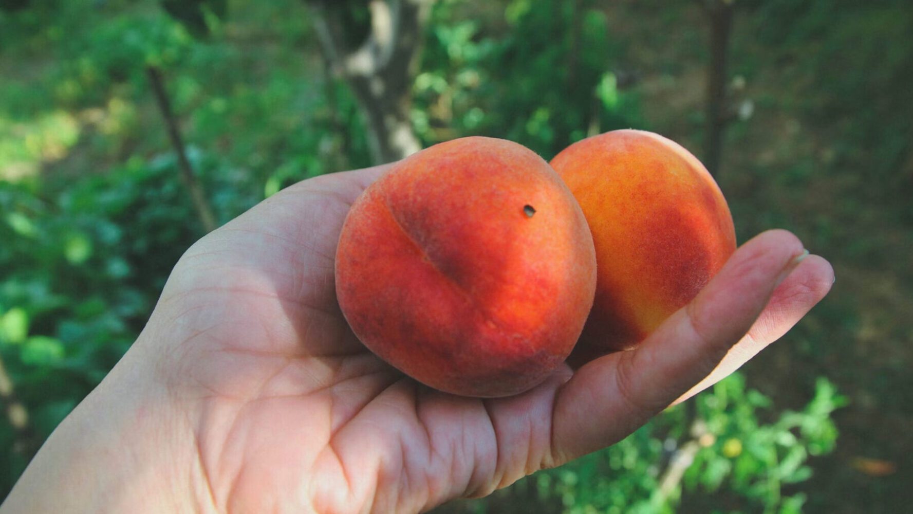 Садівники порадили найкраще осіннє добриво для абрикоси та персика