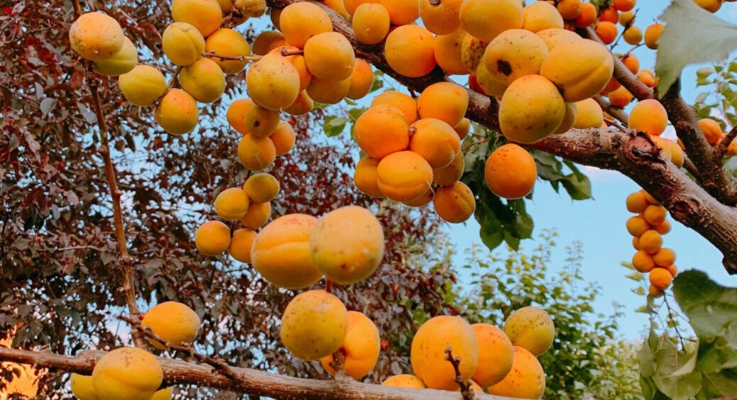 В листопаді сиплю це під абрикос і персик: через 8-10 місяців гілки гнуться від мега врожаю 
