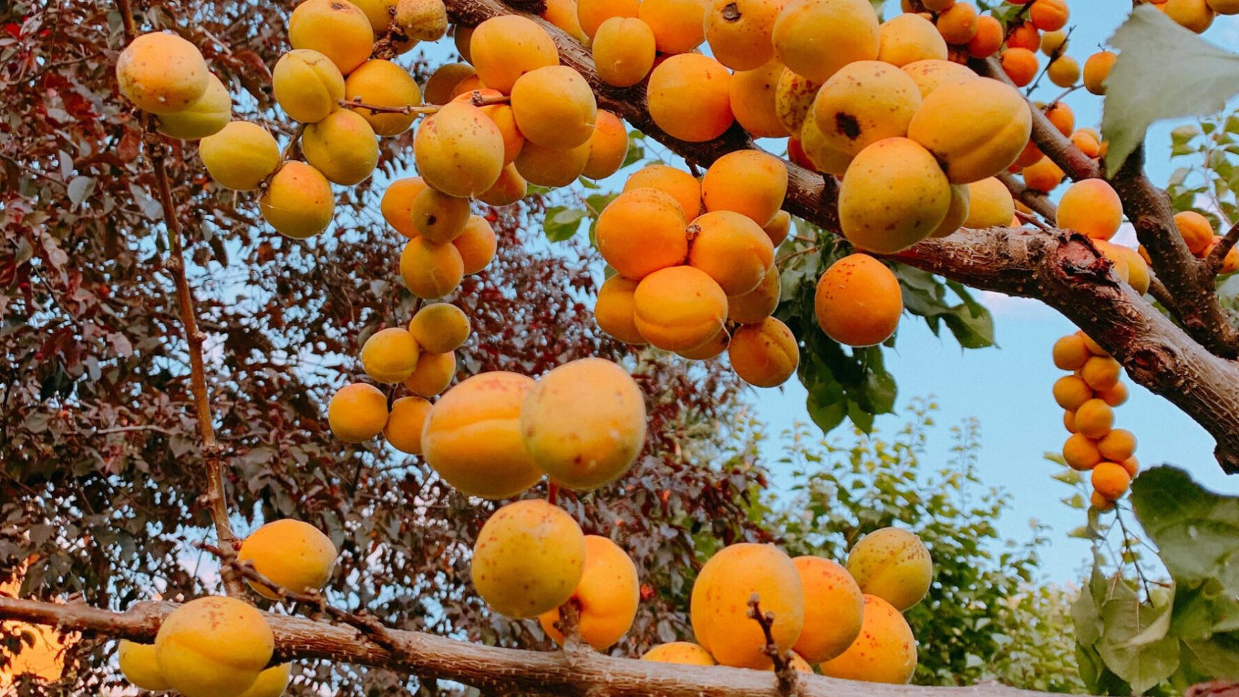 Дачник розповів, як спровокувати високу врожайність у персика та абрикоса