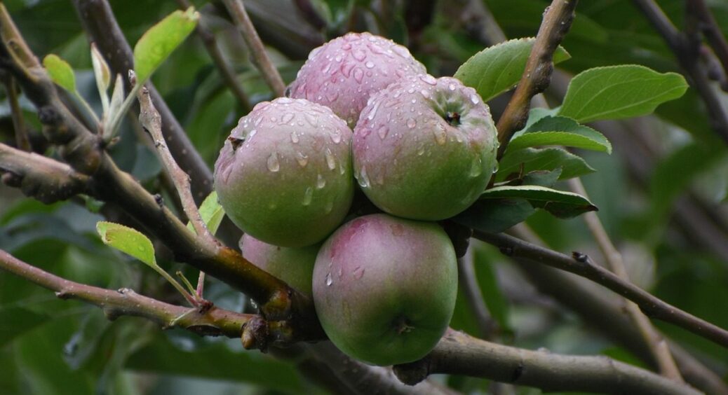 До 10 листопада киньте під фруктові дерева ось це: суміш, якої навесні 2026 злякається парша 