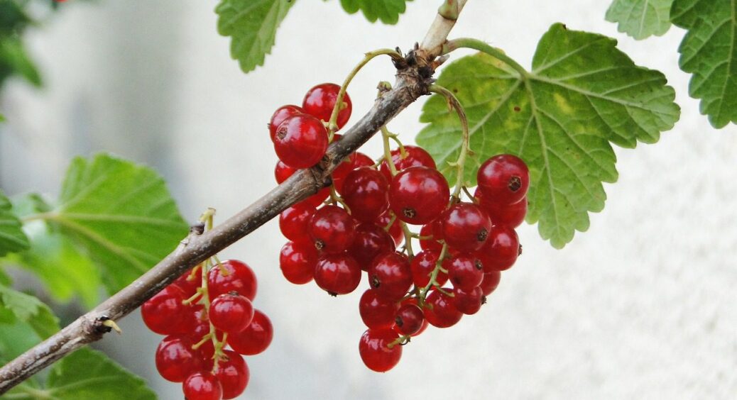 Всього 1 ложка соди під кущ смородини під час обрізки – і влітку не буде ні попелиці, ні грибка 