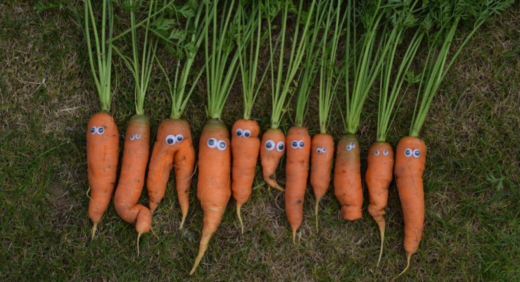 Місячний посівний календар на листопад: ці дні для озимої моркви та цибулі – єдині підходящі 