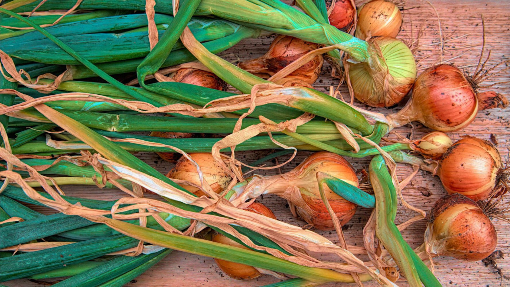 Городники розповіли, як продовжити лежкість цибулі та часнику на довгі місяці
