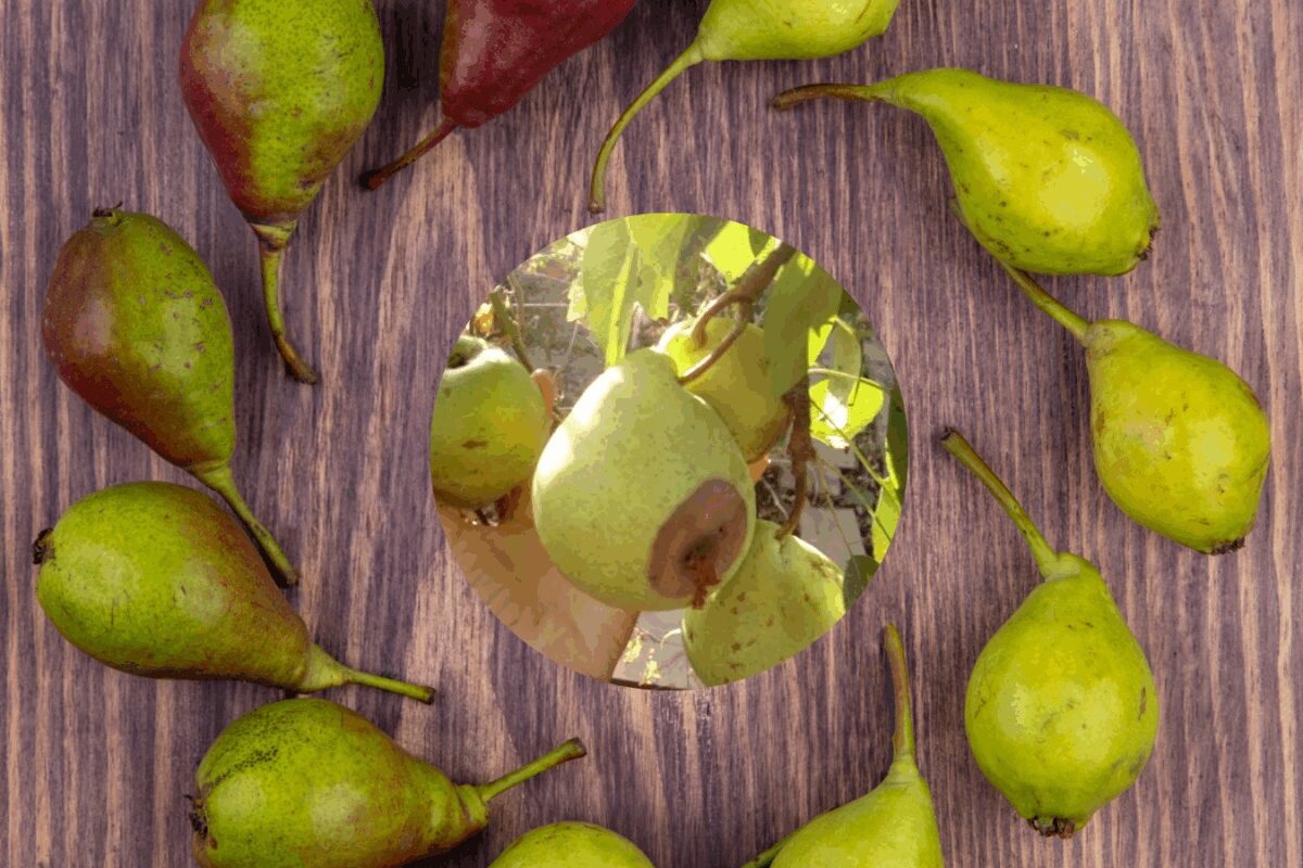 Що зробити з грушами восени, щоб вони в наступному сезоні не гнили