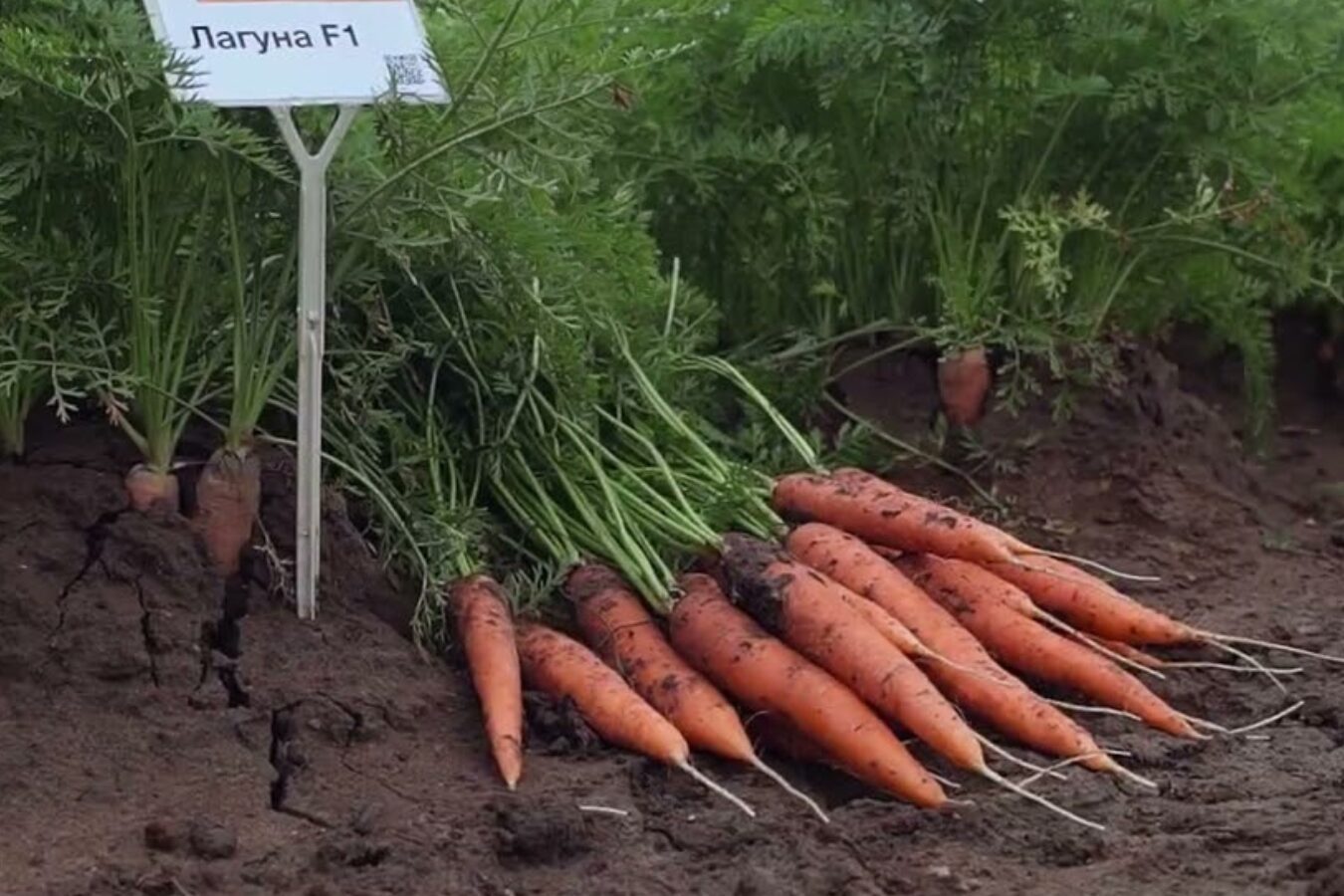 Експерти назвали найкращий сорт ранньостиглої моркви