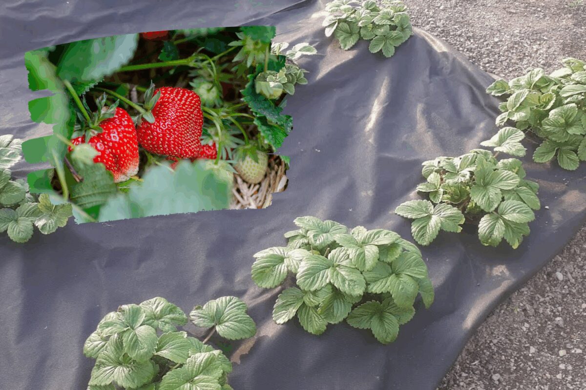 Навіщо застилати полуницю агроволокном