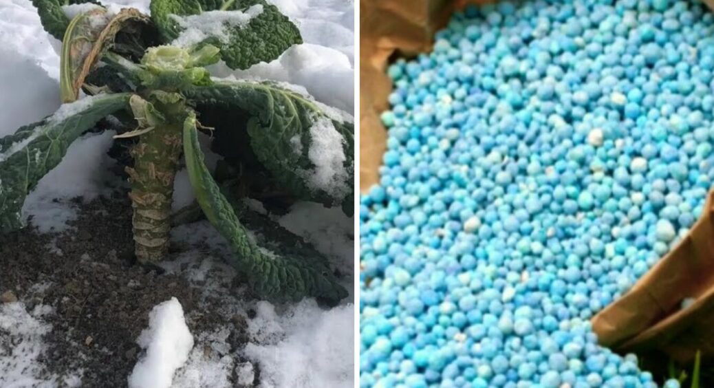 Працюють на 100% навіть взимку: ось ці 4 добрива сиплю на грядки, вкриті снігом 