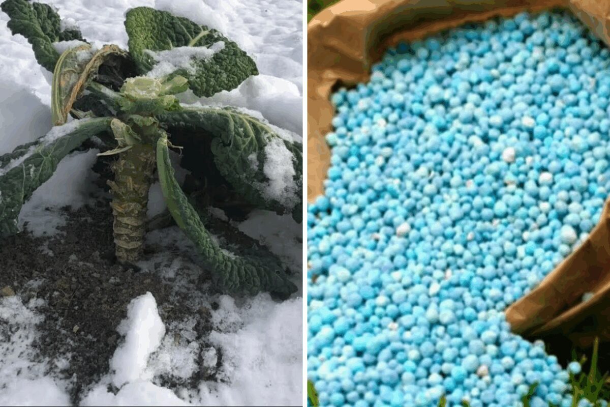 Експерти розповіли, які добрива можна вносити під сніг
