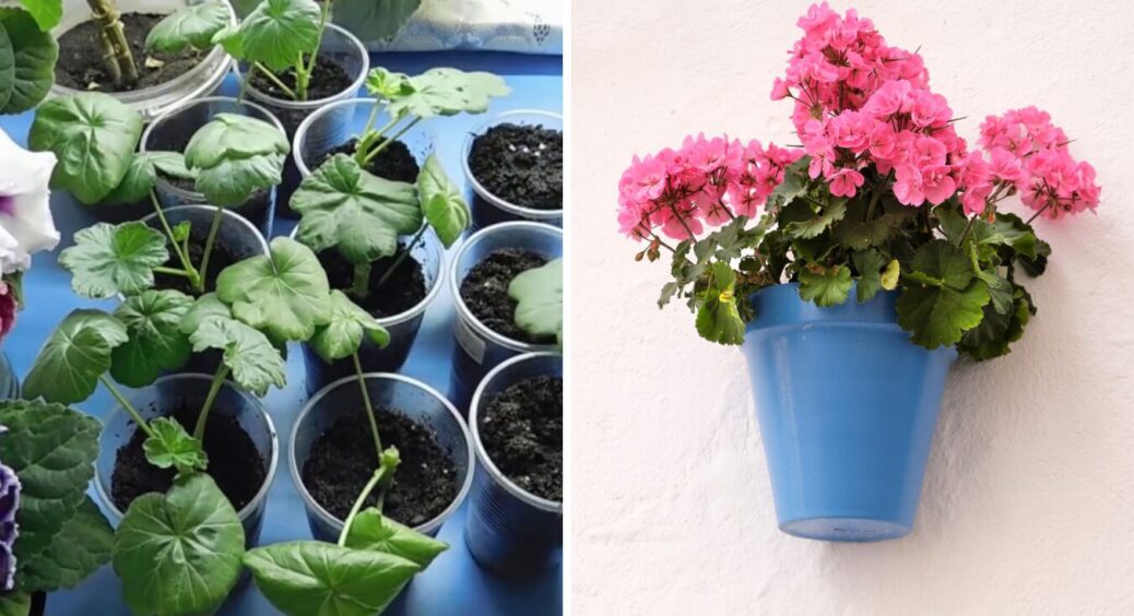 Мав 1 кущ герані, тепер маю цілих 30: ось як швидко і просто розмножити цю квітку 