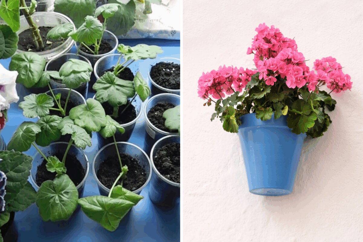 Квітникарі розповіли, як розмножити герань