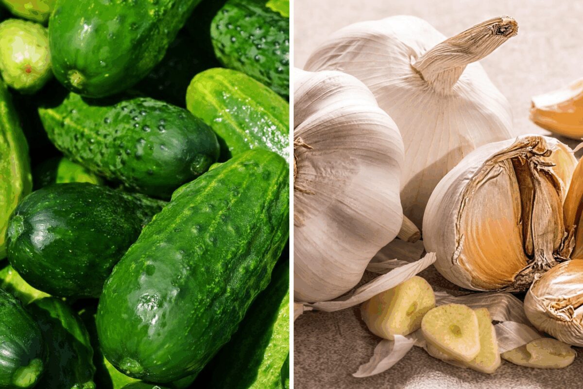 Правила сівозміни для гарного врожаю часнику