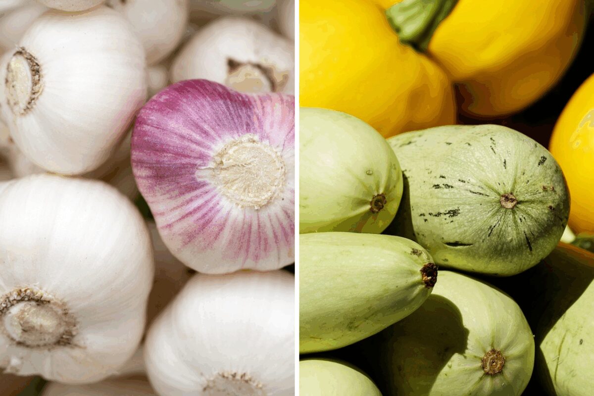 Правила сівозміни для гарного врожаю часнику 