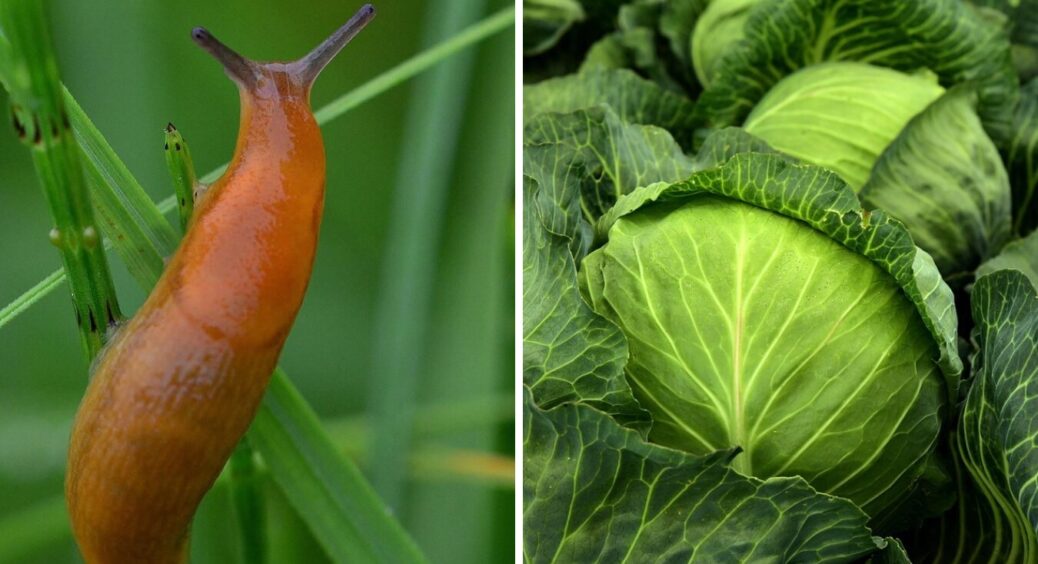 Ось як я вирощую капусту без слимаків: 1 ложка у воду і повзучих не видно по 3-5 місяців 