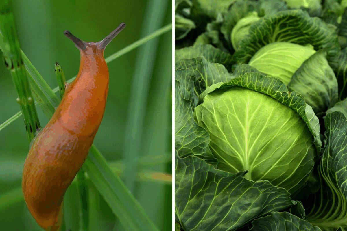 Як захистити капусту від слимаків